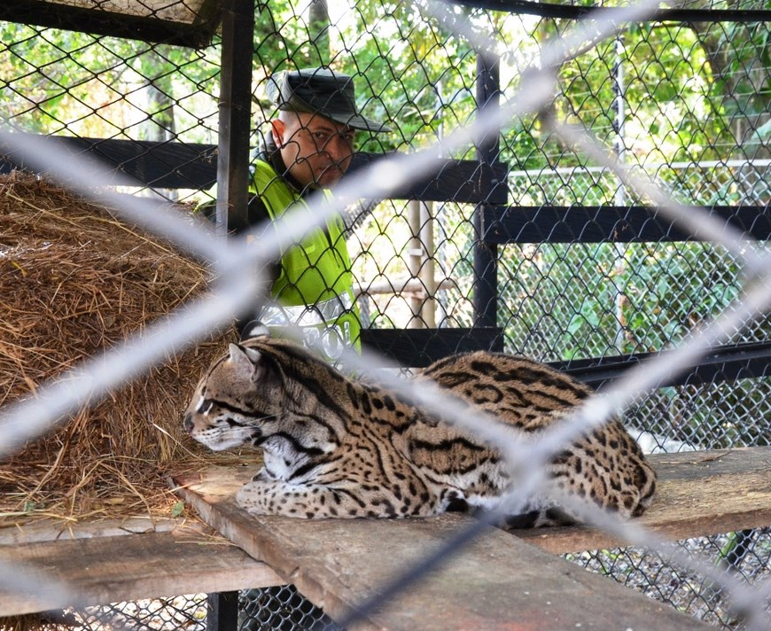 Antioquia Tigrillo. Foto: Policía <a class=
