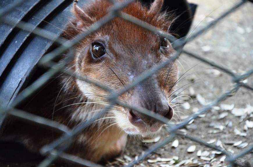 Guagua. Foto: Policía Antioquia.