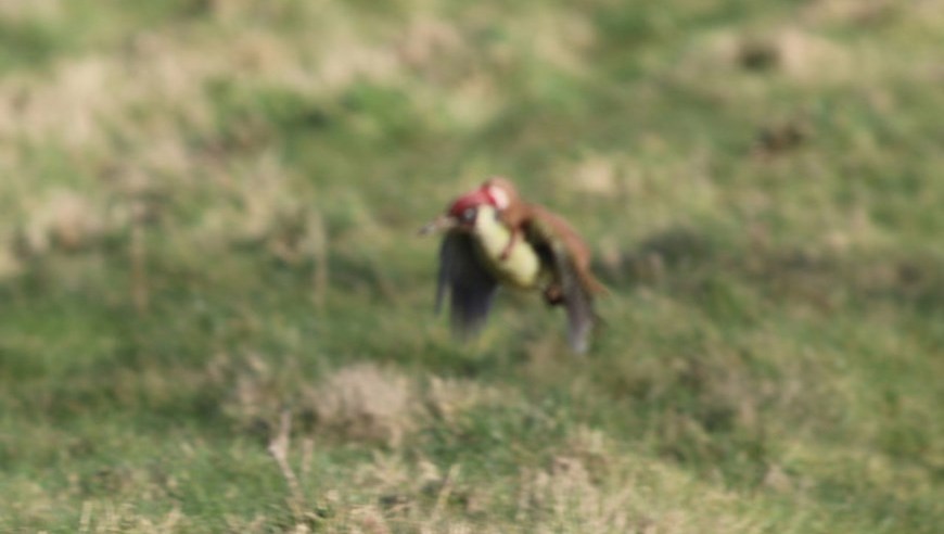 comadreja-carpintero3 (Copiar)