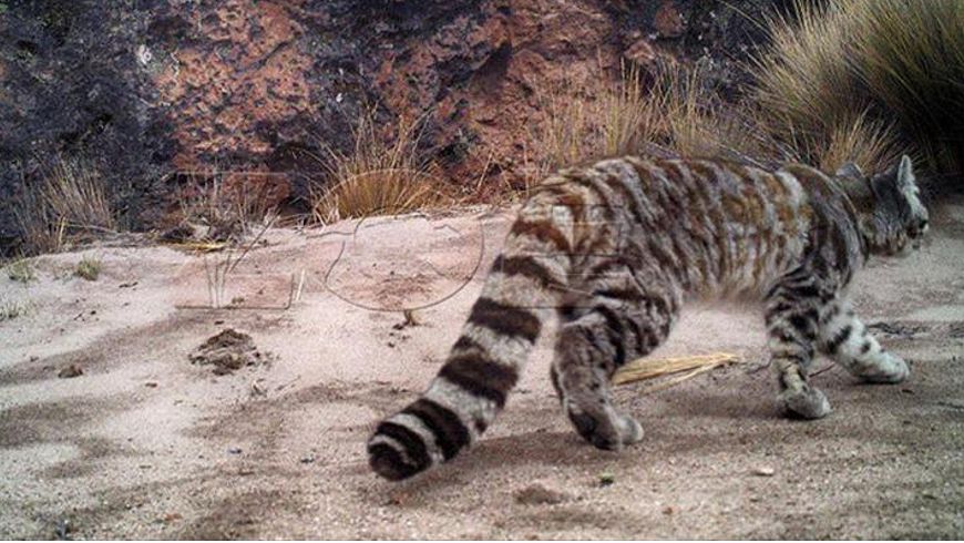 Fotografía cedida, este 16 de marzo de 2015, por el Servicio Nacional de Áreas Naturales Protegidas por el Estado-SERNANP de una de las primeras imágenes del Gato Andino, considerado el felino silvestre con mayor grado de amenaza de América del Sur, y que fueron captadas en su hábitat natural en Perú en una reserva natural de la región Arequipa, en el sur del país. EFE
