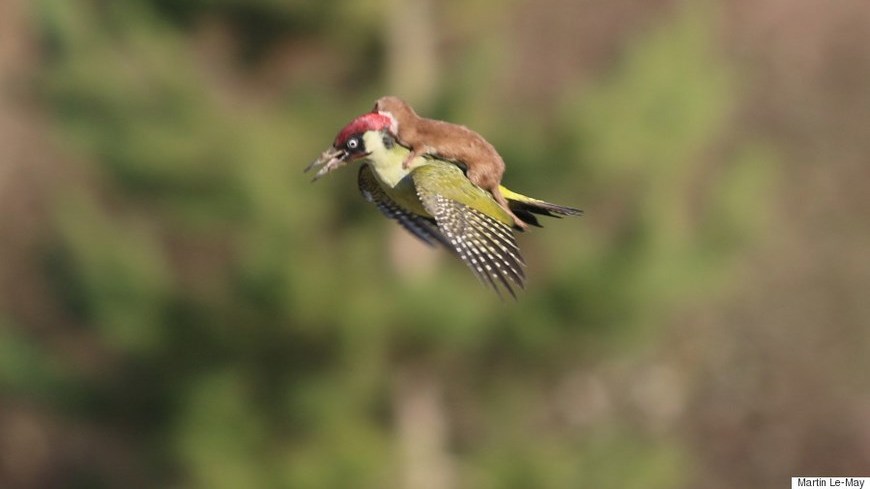 comadreja y pajaro carpintero