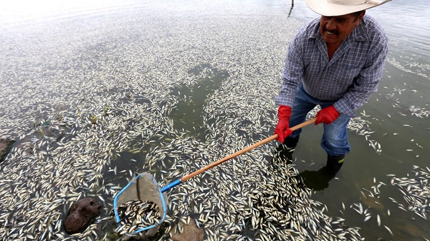 pescados Muertos