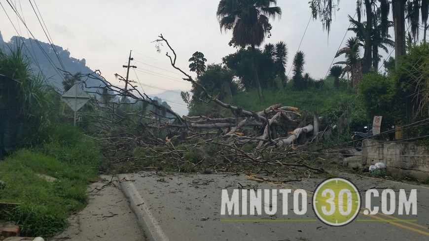 ÁRBOL CAÍDO EN CALDAS (2)