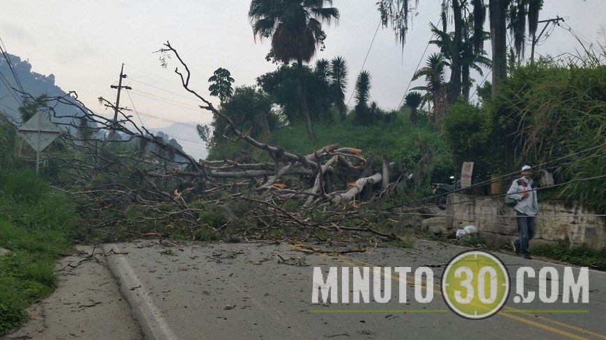 ÁRBOL CAÍDO EN CALDAS (3)
