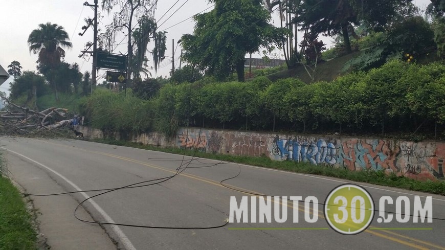 ÁRBOL CAÍDO EN CALDAS (4)