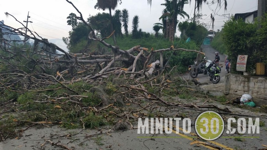 ÁRBOL CAÍDO EN CALDAS (7)