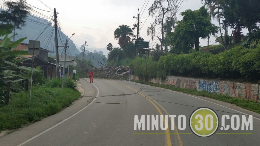 ÁRBOL CAÍDO EN CALDAS (8)