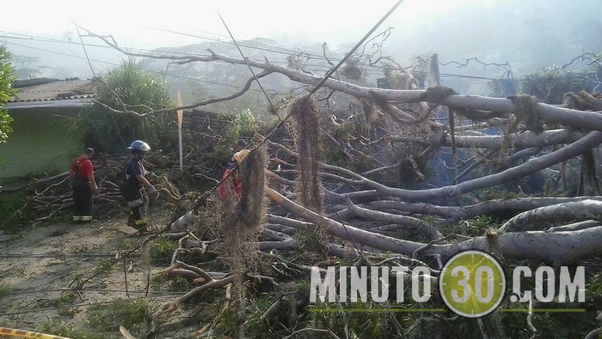ÁRBOL CAÍDO EN CALDAS (9)