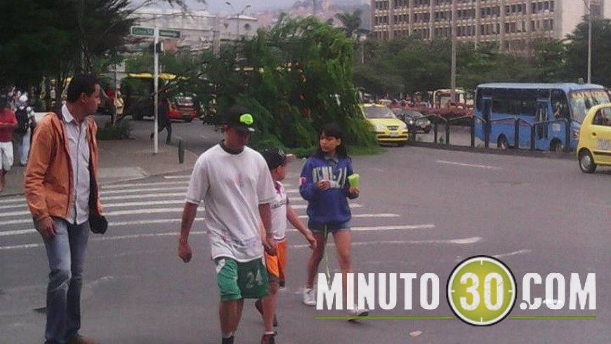 ÁRBOL CAÍDO EN LA ALPUJARRA