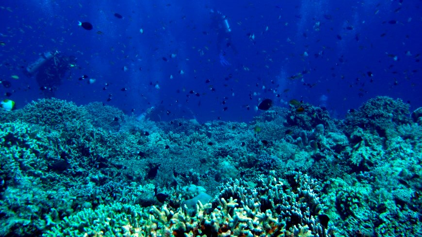 Si se compara con las 10 principales economías del mundo, el océano podría ser la séptima más grande, con un valor anual de bienes y servicios de 2,5 billones de dólares, según un estudio del Fondo Mundial para la Naturaleza (WWF). EFE/Archivo