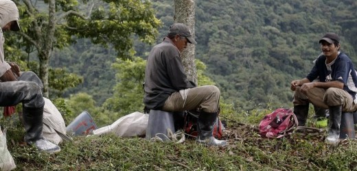 Federación cafetera reporta una baja en la infestación de broca y roya en el país