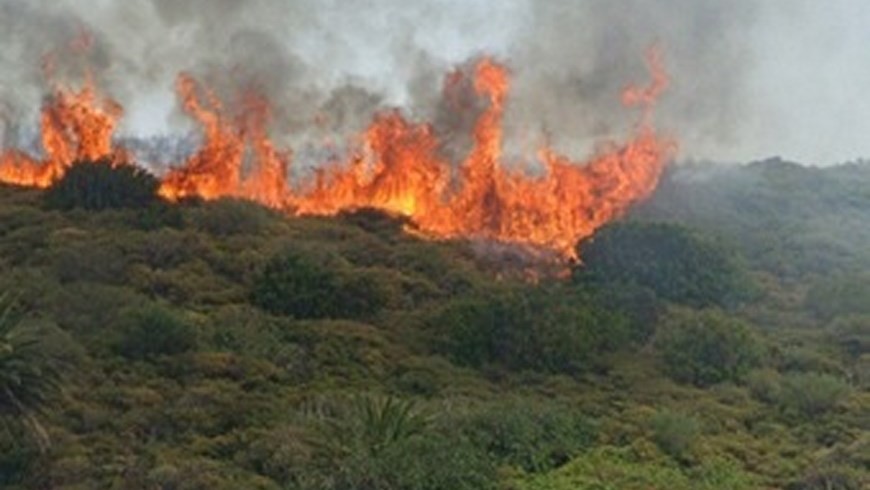 Fotos: Cortesía Dapard.