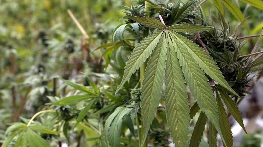 Marihuana