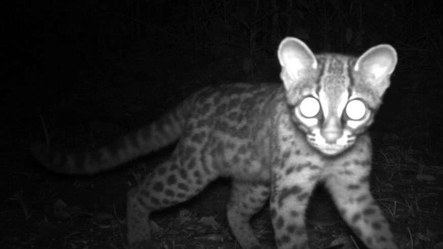 REVELAN 71 FOTOGRAFÍAS INÉDITAS DE ANIMALES EN LA BIOSFERA MAYA DE GUATEMALA