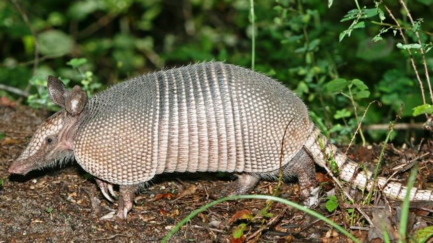armadillo_