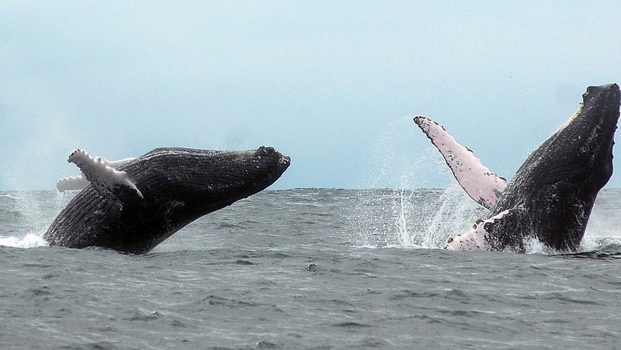 Fotografía de ballenas jorobadas en la Isla de la Plata, frente a las costas de Ecuador, procedentes de la Antártida. EFE