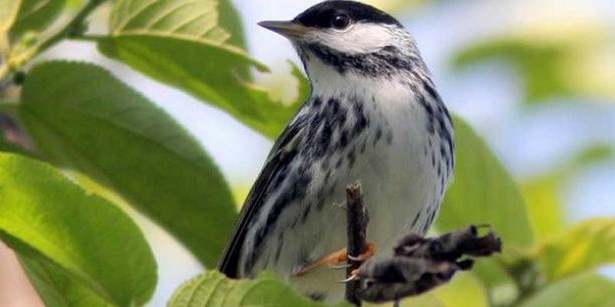 chipe gorrinegro (Copiar)