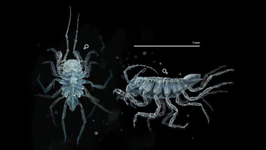 Uromunna naherba pertenece al orden de los isópodos