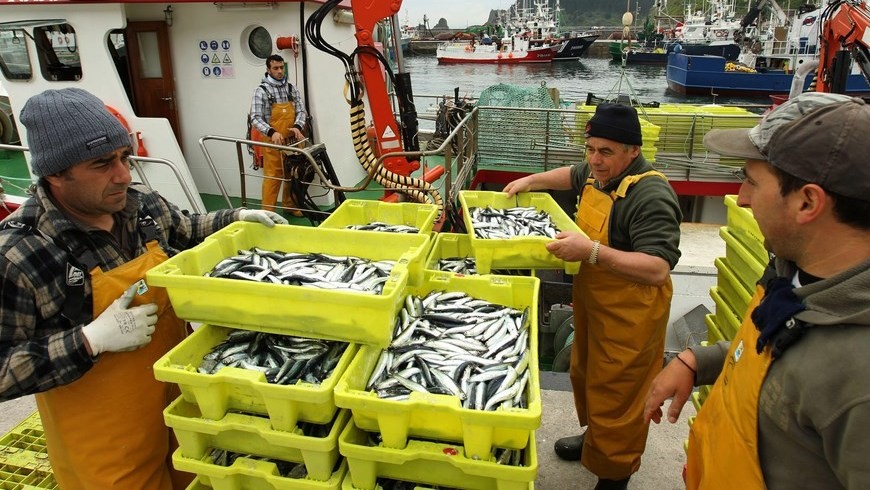 Los marineros descargan cajas de anchoas en los muelles del puerto de Ondarroa (Bizkaia). EFE/Archivo