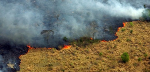 ¡Prendieron fuego a un bosque! Capturados 3 sujetos por ser los responsables de incendio en Pantanillo