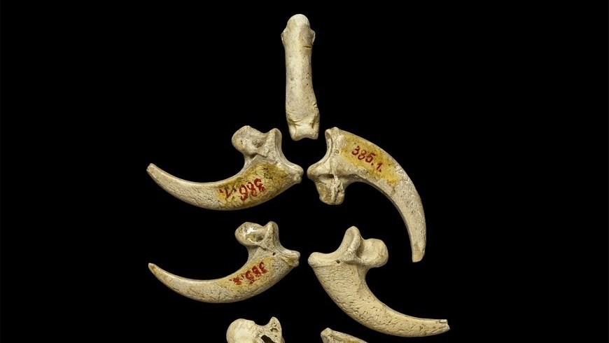 Fotografía facilitada por el Museo de Historia Natural de Croacia de las garras fósiles del gran águila halladas hace 115 años que se conservan en el citado museo y provienen de uno de los mayores yacimientos neandertales en el mundo, la cueva Husnjakovo, cerca de Krapina, en el norte de Croacia. EFE.