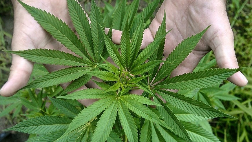 Jamaica despenaliza el consumo de la marihuana