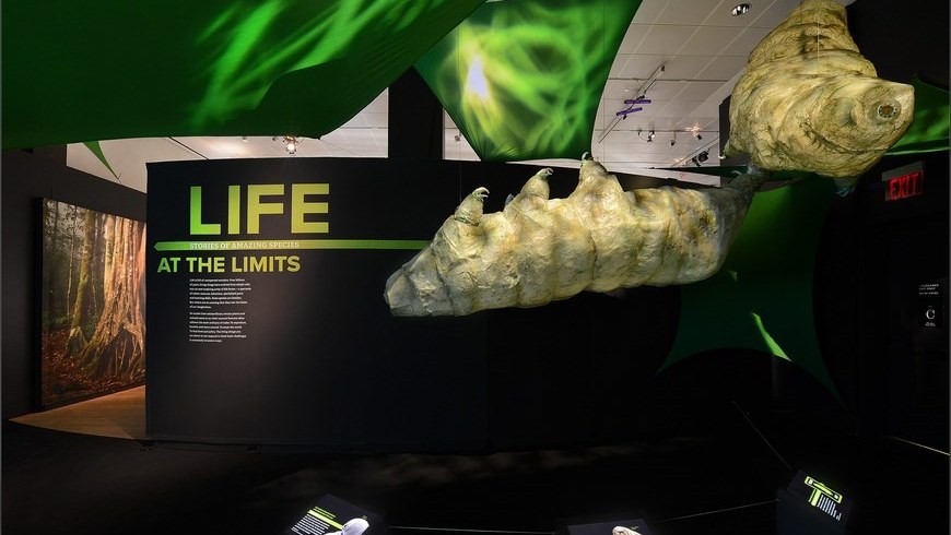 Fotografía cedida por el Museo de Historia Natural de Nueva York que muestra una especie de tardígrados. Peces de sangre transparente o capaces de sobrevivir sin agua durante años, buitres que vuelan a 11.000 metros, ballenas que nadan a 3.000 metros de profundidad o tardígrados que toleran la congelación y el hervor son los "superanimales" del museo de Historia Natural de Nueva York. EFE