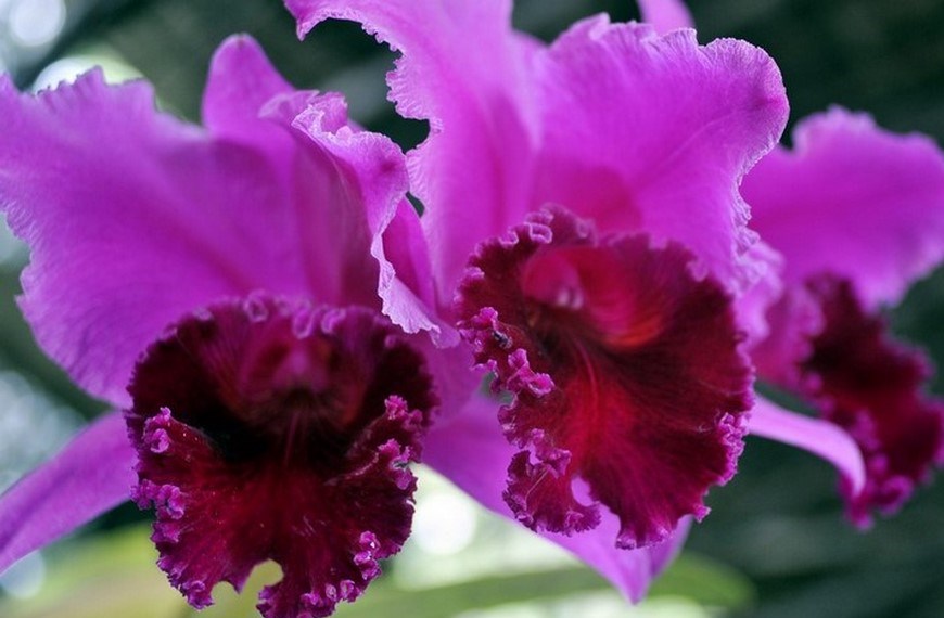 Detalle de una orquídea durante una exhibición en Cali (Colombia). EFE/Archivo