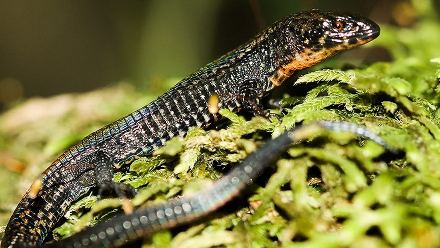 Foto cedida este 8 de mayo de 2015, por el Servicio Nacional de Áreas Naturales Protegidas por el Estado (Sernanp) de una nueva especie de lagartija perteneciente al género Proctoporus y que habita en el parque arqueológico de Machu Picchu. EFE