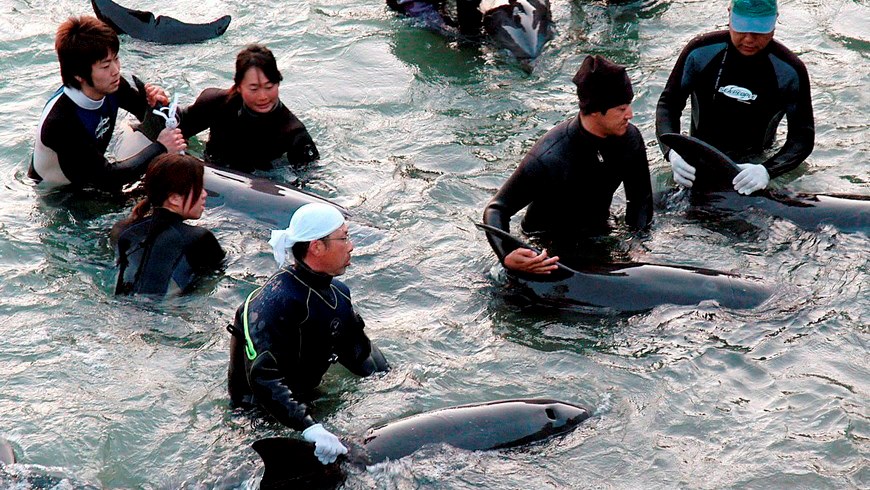 Pescadores locales atrapan a un grupo de delfines en Taiji, Wakayama, Japón. EFE