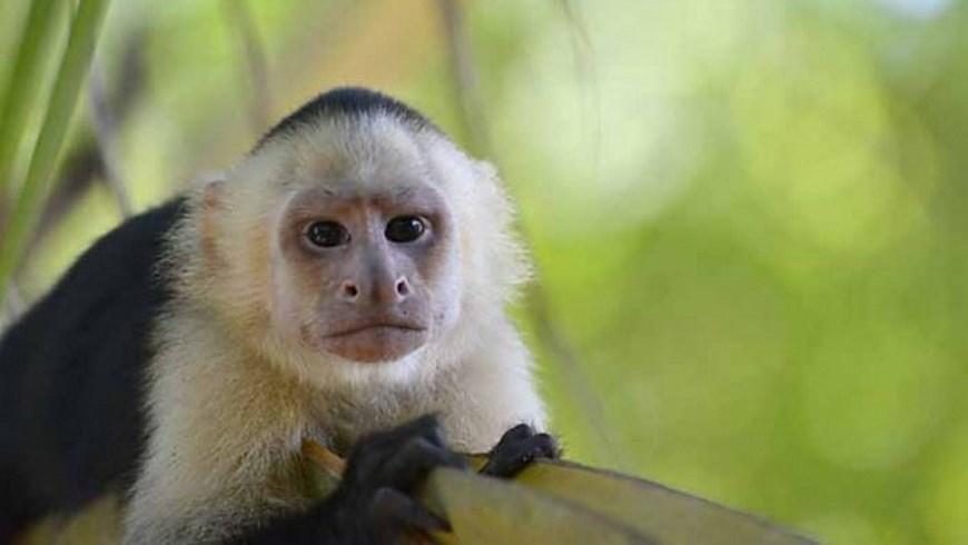 Imagen tomada de nationalgeographic.com