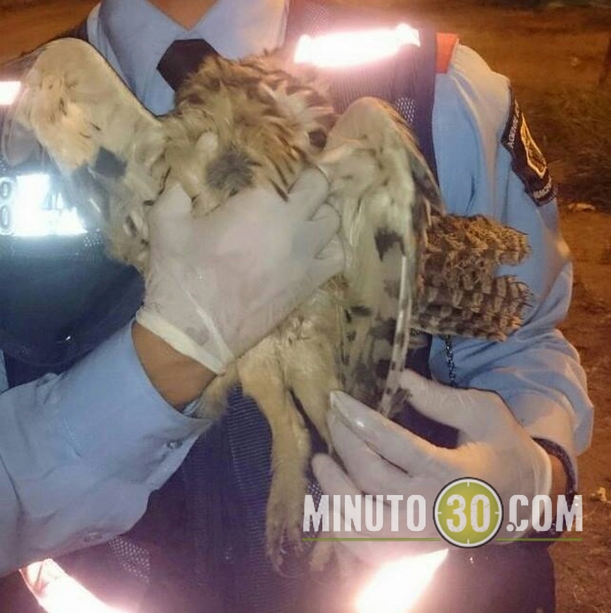 MUERTE DE LECHUZA (1)