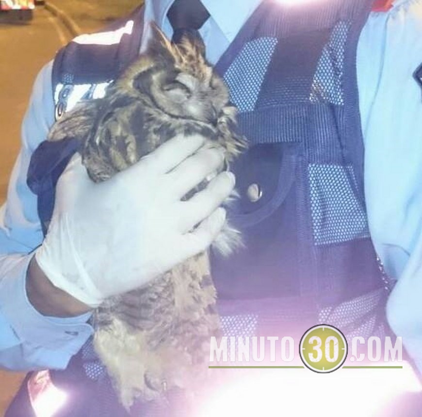 MUERTE DE LECHUZA (2)