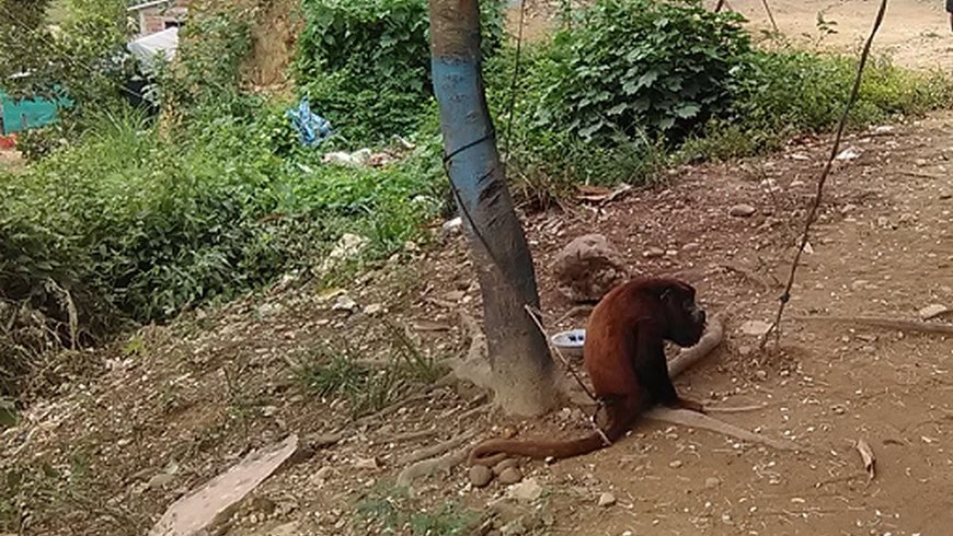 Mono Aullador rescato por la Policía en Zaragoza.
