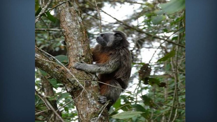 Presentación1 (Copiar)