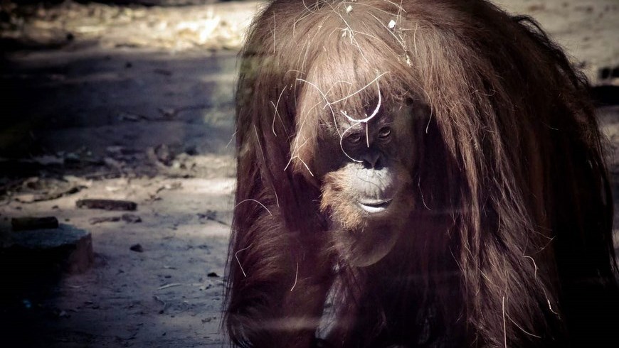 Sandra la Orangutana