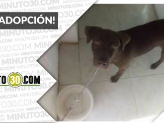 Este perrito busca un nuevo hogar, ¡compartamos! 1 2 13