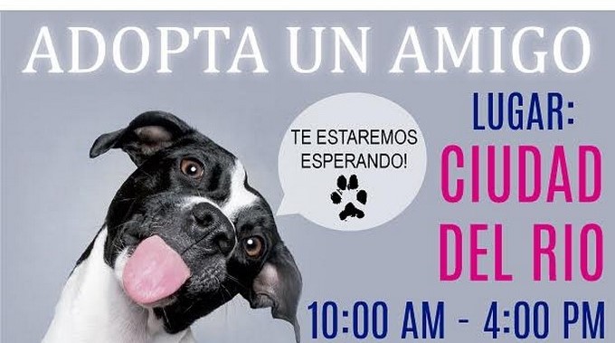 El próximo 26 de febrero habrá jornada de adopción de perritos