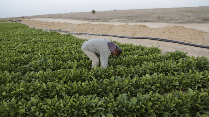 La FAO dice que Colombia tiene recursos para mejorar su producción agrícola