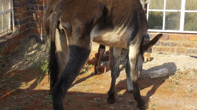 Fotografía facilitada por la Highveld Horse Care Unit, que combate las matanzas ilegales de equinos en Sudáfrica, de un burro rescatado de los traficantes de pieles. EFE