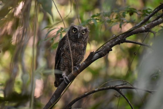 Este año 140 especies de fauna silvestre han sido liberadas en Antioquia