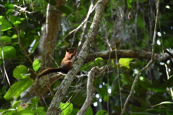 han sido devueltos a su hábitat natural en ecosistemas del Magdalena Medio y el Bajo Cauca.