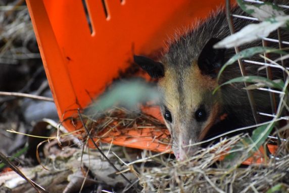 han sido devueltos a su hábitat natural en ecosistemas del Magdalena Medio y el Bajo Cauca.
