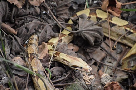 han sido devueltos a su hábitat natural en ecosistemas del Magdalena Medio y el Bajo Cauca.