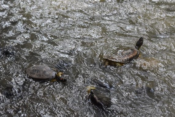 han sido devueltos a su hábitat natural en ecosistemas del Magdalena Medio y el Bajo Cauca.