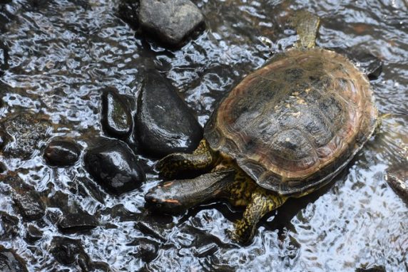 han sido devueltos a su hábitat natural en ecosistemas del Magdalena Medio y el Bajo Cauca.