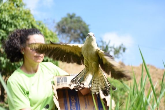 han sido devueltos a su hábitat natural en ecosistemas del Magdalena Medio y el Bajo Cauca.