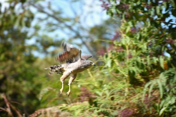 Este año 140 especies de fauna silvestre han sido liberadas en Antioquia