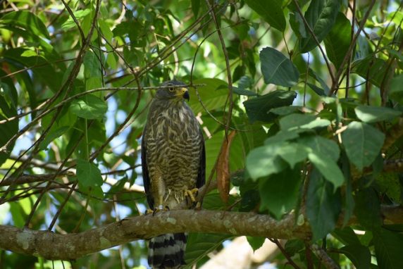 Este año 140 especies de fauna silvestre han sido liberadas en Antioquia