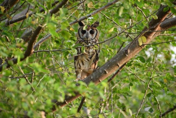 Este año 140 especies de fauna silvestre han sido liberadas en Antioquia